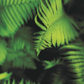 Regional Policy Statement for Northland